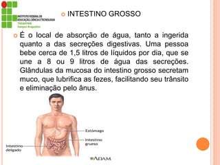  INTESTINO GROSSO
 É o local de absorção de água, tanto a ingerida
quanto a das secreções digestivas. Uma pessoa
bebe cerca de 1,5 litros de líquidos por dia, que se
une a 8 ou 9 litros de água das secreções.
Glândulas da mucosa do intestino grosso secretam
muco, que lubrifica as fezes, facilitando seu trânsito
e eliminação pelo ânus.
 