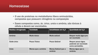 Homeostase
▪ O uso de proteínas no metabolismo libera aminoácidos,
compostos que possuem nitrogênio na composição
▪ Esses compostos como, ác. úrico, ureia e amônia, são tóxicos à
célula e devem ser excretados.
Resíduo nitrogenado Toxicidade Solubilidade em H2O Quantidade de H2O
Amônia Muito tóxico Muito solúvel Requer muita água pra
ser excretado
Ácido úrico Pouco Tóxico Pouco Solúvel Requer pouca água,
podendo ser excretado
como semisólido.
Ureia Menos que a amônia Menos Solúvel que a
amônia
Menos água que a
amônia.
 
