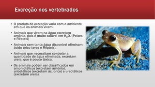 Excreção nos vertebrados
▪ O produto de excreção varia com o ambiente
em que os animais vivem.
▪ Animais que vivem na água excretam
amônia, pois é muito solúvel em H2O. (Peixes
e Répteis)
▪ Animais sem tanta água disponível eliminam
ácido úrico (aves e Répteis).
▪ Animais que necessitam controlar a
quantidade de água eliminada, excretam
ureia, que é pouco tóxica.
▪ Os animais podem ser classificados em
amoniotélicos (excretam amônia),
uricotélicos (excretam ác. úrico) e ureotélicos
(excretam ureia).
 