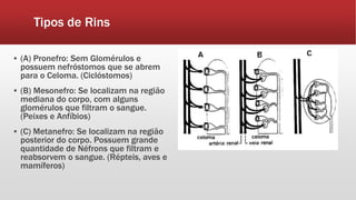Tipos de Rins
▪ (A) Pronefro: Sem Glomérulos e
possuem nefróstomos que se abrem
para o Celoma. (Ciclóstomos)
▪ (B) Mesonefro: Se localizam na região
mediana do corpo, com alguns
glomérulos que filtram o sangue.
(Peixes e Anfíbios)
▪ (C) Metanefro: Se localizam na região
posterior do corpo. Possuem grande
quantidade de Néfrons que filtram e
reabsorvem o sangue. (Répteis, aves e
mamíferos)
 
