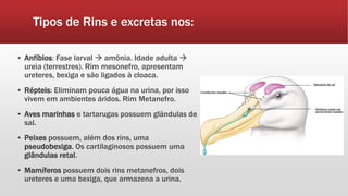 Tipos de Rins e excretas nos:
▪ Anfíbios: Fase larval  amônia. Idade adulta 
ureia (terrestres). Rim mesonefro, apresentam
ureteres, bexiga e são ligados à cloaca.
▪ Répteis: Eliminam pouca água na urina, por isso
vivem em ambientes áridos. Rim Metanefro.
▪ Aves marinhas e tartarugas possuem glândulas de
sal.
▪ Peixes possuem, além dos rins, uma
pseudobexiga. Os cartilaginosos possuem uma
glândulas retal.
▪ Mamíferos possuem dois rins metanefros, dois
ureteres e uma bexiga, que armazena a urina.
 