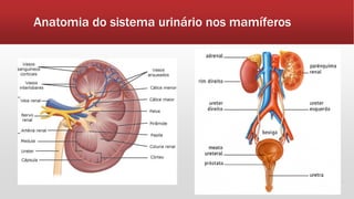 Anatomia do sistema urinário nos mamíferos
 