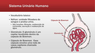 Sistema Urinário Humano
▪ Vocabulário básico:
▪ Néfron: unidade filtradora do
sangue e produz urina.
▪ São funções: filtração, reabsorção de
nutrientes, secreção e reabsorção de
água.
▪ Glomérulo: O glomérulo é um
capilar localizado dentro da
capsula de Bowman.
▪ Cápsula de Bowman: Essa
cápsula envolve uma rede de
vasos capilares chamada
glomérulo.
Cápsula de Bowman
Glomérulo
 