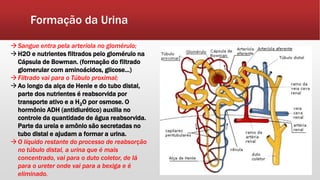 Formação da Urina
Sangue entra pela arteríola no glomérulo;
H2O e nutrientes filtrados pelo glomérulo na
Cápsula de Bowman. (formação do filtrado
glomerular com aminoácidos, glicose...)
Filtrado vai para o Túbulo proximal;
Ao longo da alça de Henle e do tubo distal,
parte dos nutrientes é reabsorvida por
transporte ativo e a H2O por osmose. O
hormônio ADH (antidiurético) auxilia no
controle da quantidade de água reabsorvida.
Parte da ureia e amônio são secretadas no
tubo distal e ajudam a formar a urina.
O líquido restante do processo de reabsorção
no túbulo distal, a urina que é mais
concentrado, vai para o duto coletor, de lá
para o ureter onde vai para a bexiga e é
eliminado.
 