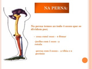 NA PERNA:
 Na perna temos ao todo 4 ossos que se
dividem por; 
- coxa com1 osso - o fémur
-joelho com 1 osso - a
rotula
-perna com 2 ossos - a tíbia e o
perónio
 