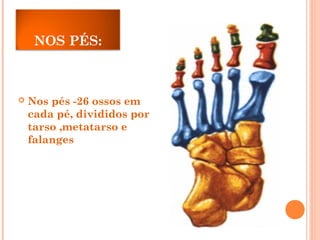 NOS PÉS:
 Nos pés -26 ossos em
cada pé, divididos por
tarso ,metatarso e
falanges
 