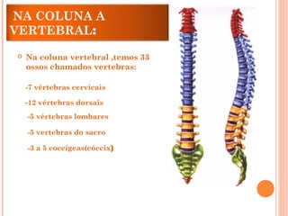 NA COLUNA A
VERTEBRAL:
 Na coluna vertebral ,temos 33
ossos chamados vertebras:
-7 vértebras cervicais
-12 vértebras dorsais
-5 vértebras lombares
-5 vertebras do sacro
-3 a 5 coccígeas(cóccix)
 