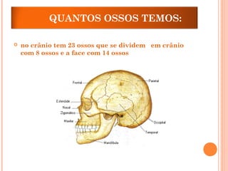 QUANTOS OSSOS TEMOS:
 no crânio tem 23 ossos que se dividem em crânio
com 8 ossos e a face com 14 ossos
 
