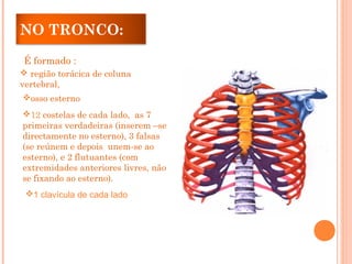 NO TRONCO:
É formado :
 região torácica de coluna
vertebral,
osso esterno
12 costelas de cada lado, as 7
primeiras verdadeiras (inserem –se
directamente no esterno), 3 falsas
(se reúnem e depois unem-se ao
esterno), e 2 flutuantes (com
extremidades anteriores livres, não
se fixando ao esterno).
1 clavícula de cada lado
 