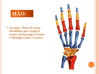 NA
MÃO:
 na mão –Tem 27 ossos
divididos por carpo 8
ossos ,metacarpo 5 ossos
e falanges com 14 ossos
 