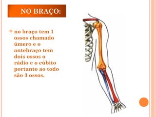 NO BRAÇO:
 no braço tem 1
ossos chamado
úmero e o
antebraço tem
dois ossos o
rádio e o cúbito
portanto ao todo
são 3 ossos.
 