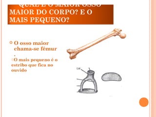 QUAL É O MAIOR OSSO
MAIOR DO CORPO? E O
MAIS PEQUENO?
 O osso maior
chama-se fémur
.
oO mais pequeno é o
estribo que fica no
ouvido
 