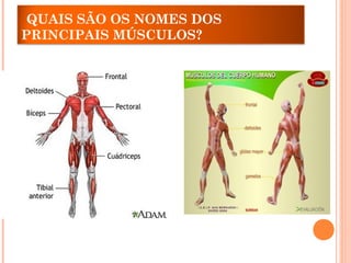 QUAIS SÃO OS NOMES DOS
PRINCIPAIS MÚSCULOS?
 