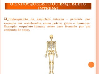 O ENDOSQUELETO OU ESQUELETO
INTERNO
 Endosqueleto ou esqueleto interno - presente por
exemplo em vertebrados, como peixes, gatos e humanos.
Exemplo: esqueleto humano neste caso formado por um
conjunto de ossos.
 