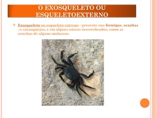 O EXOSQUELETO OU
ESQUELETOEXTERNO
 Exosqueleto ou esqueleto externo - presente nas formigas, aranhas
, e caranguejos, e em alguns outros invertebrados, como as
conchas de alguns moluscos.
 