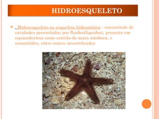 HIDROESQUELETO
 , Hidroesqueleto ou esqueleto hidrostático - consistindo de
cavidades preenchidas por fluidos(líquidos), presente em
equinodermos como estrela-do-mara minhoca, e
nematóides, entre outros invertebrados
 