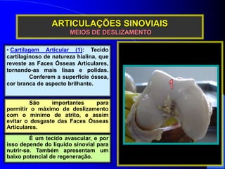 • Cartilagem Articular (1): Tecido
cartilaginoso de natureza hialina, que
reveste as Faces Ósseas Articulares,
tornando-as...