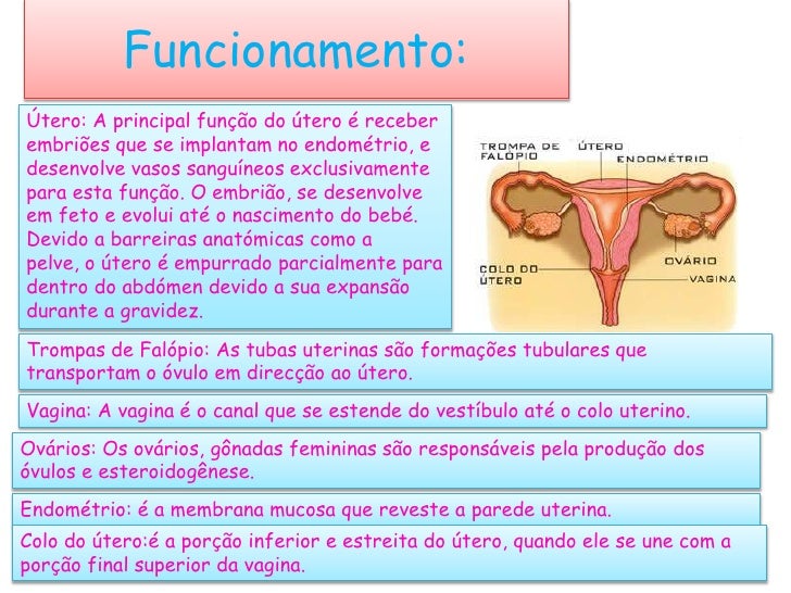 Aparelho Reprodutor Feminino