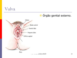 Vulva Órgão genital externo. 