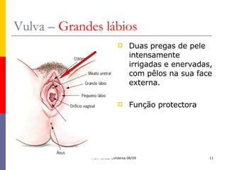 Vulva –  Grandes lábios Duas pregas de pele intensamente irrigadas e enervadas, com pêlos na sua face externa. Função protectora 