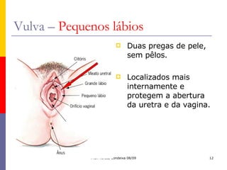 Vulva –  Pequenos lábios Duas pregas de pele, sem pêlos. Localizados mais internamente e protegem a abertura da uretra e da vagina. 