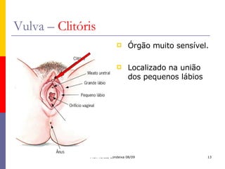 Vulva –  Clitóris Órgão muito sensível. Localizado na união dos pequenos lábios 