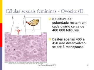 Células sexuais femininas - OvócitosII Na altura da puberdade restam em cada ovário cerca de 400 000 folículos Destes apenas 400 a 450 irão desenvolver-se até à menopausa. 