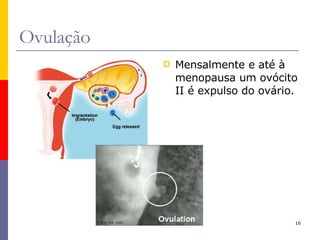Ovulação Mensalmente e até à menopausa um ovócito II é expulso do ovário. 