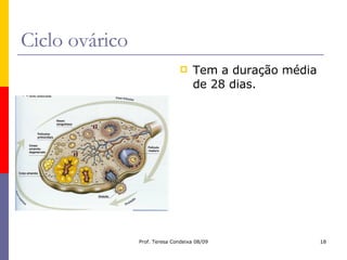 Ciclo ovárico Tem a duração média de 28 dias. 