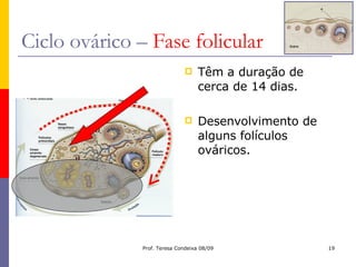 Ciclo ovárico –  Fase folicular Têm a duração de cerca de 14 dias. Desenvolvimento de alguns folículos ováricos. 