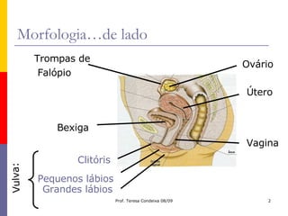 Morfologia…de lado Grandes lábios Clitóris Vagina Vulva: Útero Ovário Pequenos lábios Trompas de Falópio Bexiga 