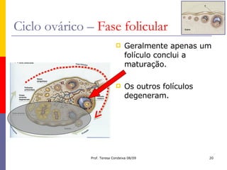 Ciclo ovárico –  Fase folicular Geralmente apenas um folículo conclui a maturação. Os outros folículos degeneram. 