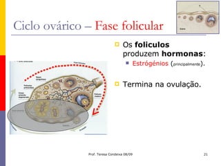 Ciclo ovárico –  Fase folicular Os  foliculos  produzem  hormonas : Estrógénios  ( principalmente ). Termina na ovulação. 