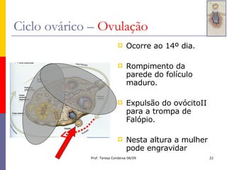 Ciclo ovárico –  Ovulação Ocorre ao 14º dia. Rompimento da parede do folículo maduro. Expulsão do ovócitoII para a trompa de Falópio. Nesta altura a mulher pode engravidar 