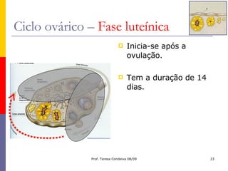Ciclo ovárico –  Fase luteínica Inicia-se após a ovulação. Tem a duração de 14 dias. 