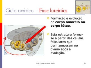 Ciclo ovárico –  Fase luteínica Formação e evolução do  corpo amarelo ou corpo lúteo . Esta estrutura forma-se a partir das células foliculares que permaneceram no ovário após a ovulação. 
