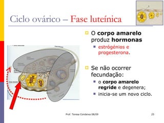 Ciclo ovárico –  Fase luteínica O  corpo amarelo  produz  hormonas estrógénios e progesterona . Se não ocorrer fecundação: o  corpo amarelo regride  e degenera; inicia-se um novo ciclo. 