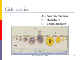 Ciclo ovárico A – Folículo maduro B – Ovócito II C – Corpo amarelo 