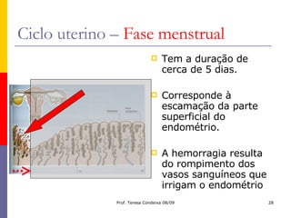 Ciclo uterino –  Fase menstrual Tem a duração de cerca de 5 dias. Corresponde à escamação da parte superficial do endométrio. A hemorragia resulta do rompimento dos vasos sanguíneos que irrigam o endométrio 