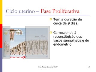 Ciclo uterino –  Fase Proliferativa Tem a duração de cerca de 9 dias. Corresponde à reconstituição dos vasos sanguíneos e do endométrio 