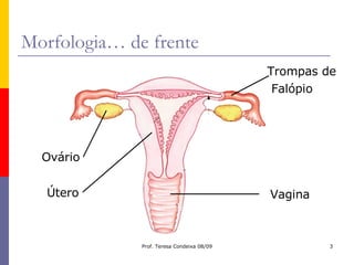 Morfologia… de frente Vagina Útero Ovário Trompas de Falópio 