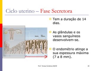 Ciclo uterino –  Fase Secretora Tem a duração de 14 dias. As glândulas e os vasos sanguíneos desenvolvem-se. O endométrio atinge a sua espessura máxima (7 a 8 mm). 