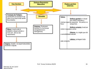 Sistema Reprodutor Masculino Vias Genitais Gónadas Órgãos genitais externos  Vulva:  Orifício genital:  é o local  por onde é expulsa a  criança (apenas aquando  do parto) e o fluxo  sanguíneo. Orifício urinário:  local por  onde é expulsa a urina. Clítoris:  é o órgão que dá  a sensibilidade sexual. Lábios:  protegem todo  este conjunto  Vagina:  recebe  os espermatozóides durante a cópula. Útero:  Local onde é alojado e desenvolvido o novo ser  até ao seu nascimento. Trompas de Falópio:  Conduzem os óocitos II ao útero e ao local onde serão fecundados. Ovários:  Produzem óocitos II e hormonas (progesterona e estrogénios) Retirado da net /autor desconhecido 