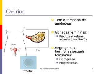 Ovários Têm o tamanho de amêndoas Gónadas femininas: Produzem células sexuais (ovócitosII) Segregam as hormonas sexuais femininas: Estrógeneo Progesterona Ovócito II 