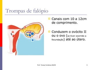 Trompas de falópio Canais com 10 a 12cm de comprimento. Conduzem o ovócito II ou o ovo ( se tiver ocorrido a fecundação ) até ao útero. 