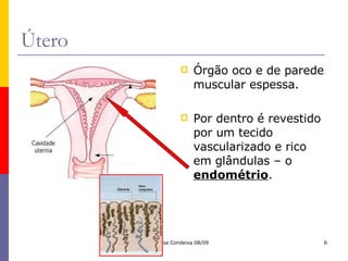 Útero Órgão oco e de parede muscular espessa. Por dentro é revestido por um tecido vascularizado e rico em glândulas – o  endométrio . 