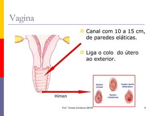 Vagina Canal com 10 a 15 cm, de paredes eláticas. Liga o colo  do útero ao exterior. Hímen 