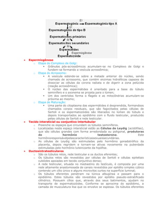 Espermiogênese
   o Etapa do Complexo de Golgi:
            Grânulos pós-acrossômicos acumulam-se no Complexo de Golgi e
               fundem-se formando a vesícula acrossômica;
   o Etapa do Acrossomo:
            A vesícula estende-se sobre a metade anterior do núcleo, sendo
               chamado de acrossomo, que contém enzimas hidrolíticas capazes de
               dissociar as células da corona radiata e de digerir a zona pelúcida
               (reação acrossômica);
            O núcleo das espermátides é orientado para a base do túbulo
               seminífero e o axonema se projeta para o lúmen;
            Um dos centríolos forma o flagelo e as mitocôndrias acumulam-se
               próxima ao mesmo;
   o Etapa de Maturação:
            Uma parte do citoplasma das espermátides é desprendida, formandoos
               chamados corpos residuais, que são fagocitados pelas células de
               Sertoli e os espermatozóides são liberados no lúmen do túbulo e
               depois transportados ao epidídimo com o fluido testicular, produzido
               pelas células de Sertoli e rede testicular.
Tecido intersticial ou conjuntivo intertubular
   o Preenche os espaços que circundam os túbulos seminíferos.
   o Localizadas neste espaço intersticial estão as Células de Leydig (acidófilas),
      que são células grandes com forma arredondada ou poligonal, produtoras
      do                  hormônio                    testosterona.             Este
      hormônioresponsávelpelascaracterísticassexuaissecundárias.
   o As células de Leydig são estimuladas pelo hormônio gonadotrófico da
      placenta, depois regridem e tornam-se ativas novamente na puberdade
      estimuladas pelo hormônio luteinizante da hipófise.
Ductosintratesticulares
   o São os túbulos retos, rede testicular e os ductos eferentes;
   o Os túbulos retos são revestidos por células de Sertoli e células epiteliais
      cubóides apoiadas em tecido conjuntivo denso;
   o A rede testicular, situada no mediastino do testículo, é composta por uma
      rede altamente anastomosada de canais revestidos por epitélio simples cúbico
      contendo um cílio único e alguns microvilos curtos na superfície luminal;
   o Os túbulos eferentes penetram na túnica albugínea e passam para o
      epidídimo. Estes túbulos são revestidos por epitélio pseudo-estratificado
      cilíndrico. Possuem cílios que, através dos seus batimentos, ajudam no
      transporte de espermatozóides. Conforme se aproxima do epidídimo, a
      camada de musculatura lisa que os envolve se espessa. Os túbulos eferentes
 