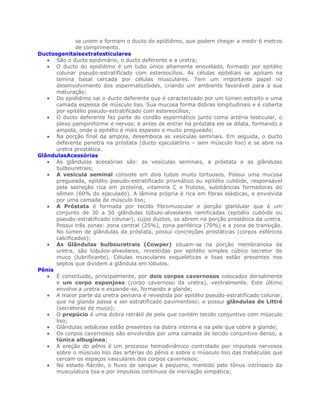 se unem e formam o ducto do epidídimo, que podem chegar a medir 6 metros
              de comprimento.
Ductosgenitaisextratesticulares
      São o ducto epidimário, o ducto deferente e a uretra;
      O ducto do epidídimo é um tubo único altamente enovelado, formado por epitélio
      colunar pseudo-estratificado com estereocílios. As células epiteliais se apóiam na
      lamina basal cercada por células musculares. Tem um importante papel no
      desenvolvimento dos espermatozóides, criando um ambiente favorável para a sua
      maturação;
      Do epidídimo sai o ducto deferente que é caracterizado por um lúmen estreito e uma
      camada espessa de músculo liso. Sua mucosa forma dobras longitudinais e é coberta
      por epitélio pseudo-estratificado com estereocílios;
      O ducto deferente faz parte do cordão espermático junto coma artéria testicular, o
      plexo pampiniforme e nervos; e antes de entrar na próstata ele se dilata, formando a
      ampola, onde o epitélio é mais espesso e muito pregueado;
      Na porção final da ampola, desemboca as vesículas seminais. Em seguida, o ducto
      deferente penetra na próstata (ducto ejaculatório – sem músculo liso) e se abre na
      uretra prostática.
GlândulasAcessórias
      As glândulas acessórias são: as vesículas seminais, a próstata e as glândulas
      bulbouretrais;
      A vesícula seminal consiste em dois tubos muito tortuosos. Possui uma mucosa
      pregueada, epitélio pseudo-estratificado prismático ou epitélio cubóide, responsável
      pela secreção rica em proteína, vitamina C e frutose, substâncias formadoras do
      sêmen (60% do ejaculado). A lâmina própria é rica em fibras elásticas, e envolvida
      por uma camada de músculo liso;
      A Próstata é formada por tecido fibromuscular e porção glandular que é um
      conjunto de 30 a 50 glândulas túbulo-alveolares ramificadas (epitélio cubóide ou
      pseudo-estratificado colunar), cujos ductos, se abrem na porção prostática da uretra.
      Possui três zonas: zona central (25%), zona periférica (70%) e a zona de transição.
      No lúmen de glândulas da próstata, possui concreções prostáticas (corpos esféricos
      calcificados);
      As Glândulas bulbouretrais (Cowper) situam-se na porção membranosa da
      uretra, são túbulos-alveolares, revestidas por epitélio simples cúbico secretor de
      muco (lubrificante). Células musculares esqueléticas e lisas estão presentes nos
      septos que dividem a glândula em lóbulos.
Pênis
      É constituído, principalmente, por dois corpos cavernosos colocados dorsalmente
      e um corpo esponjoso (corpo cavernoso da uretra), ventralmente. Este último
      envolve a uretra e expande-se, formando a glande;
      A maior parte da uretra peniana é revestida por epitélio pseudo-estratificado colunar,
      que na glande passa a ser estratificado pavimentoso; e possui glândulas de Littré
      (secretoras de muco);
      O prepúcio é uma dobra retrátil de pele que contém tecido conjuntivo com músculo
      liso;
      Glândulas sebáceas estão presentes na dobra interna e na pele que cobre a glande;
      Os corpos cavernosos são envolvidos por uma camada de tecido conjuntivo denso, a
      túnica albugínea;
      A ereção do pênis é um processo hemodinâmico controlado por impulsos nervosos
      sobre o músculo liso das artérias do pênis e sobre o músculo liso das trabéculas que
      cercam os espaços vasculares dos corpos cavernosos;
      No estado flácido, o fluxo de sangue é pequeno, mantido pelo tônus intrínseco da
      musculatura lisa e por impulsos contínuos de inervação simpática;
 