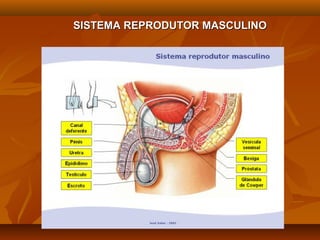 SISTEMA REPRODUTOR MASCULINOSISTEMA REPRODUTOR MASCULINO
 